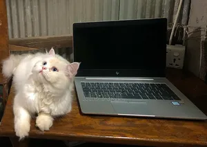 6-12 months Male Purebred Persian
