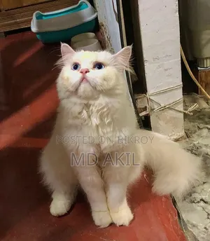 6-12 months Male Purebred Persian