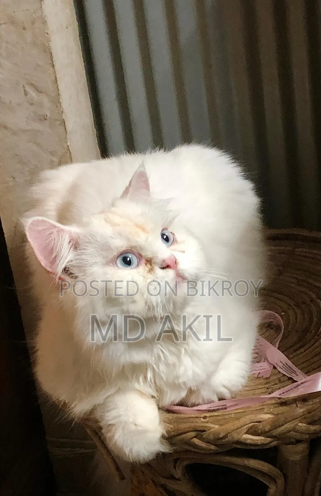 6-12 months Male Purebred Persian
