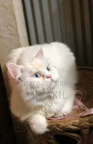 6-12 months Male Purebred Persian