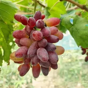 All-season Acelo and Baikonur Grape Saplings