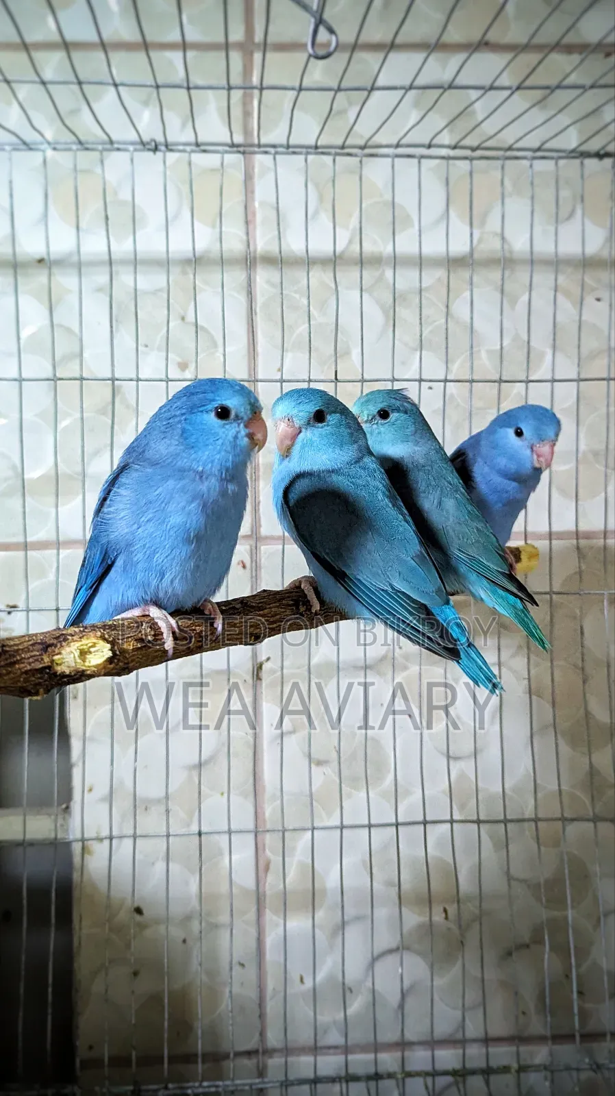 Forpus Split Fallow Birds