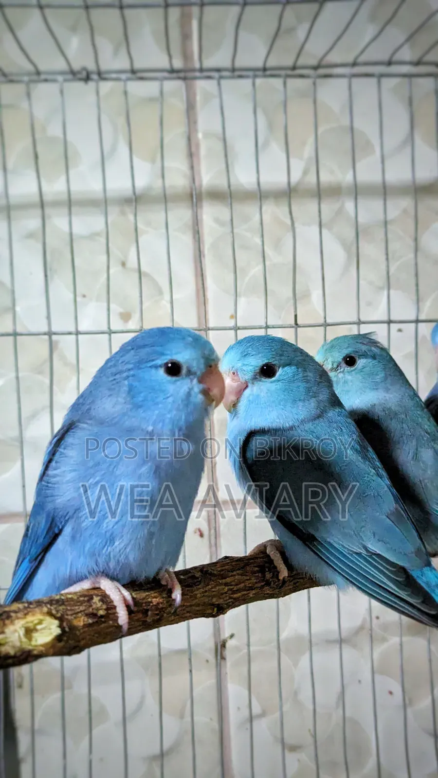 Forpus Split Fallow Birds
