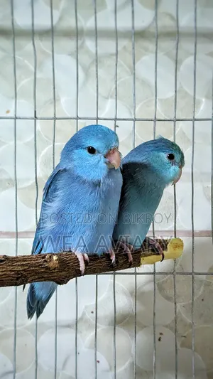 Forpus Split Fallow Birds