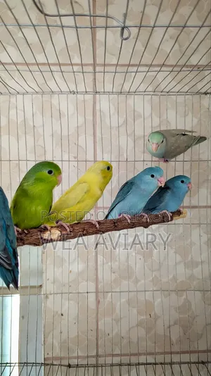 Forpus Split Fallow Birds