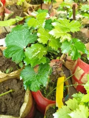 All-season Acelo and Baikonur Grape Saplings