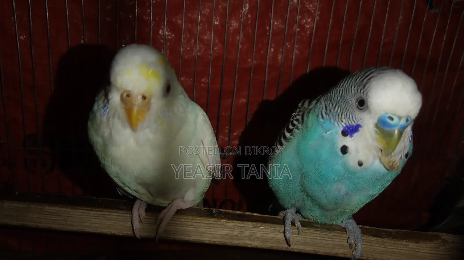 Master Pair Bajigar