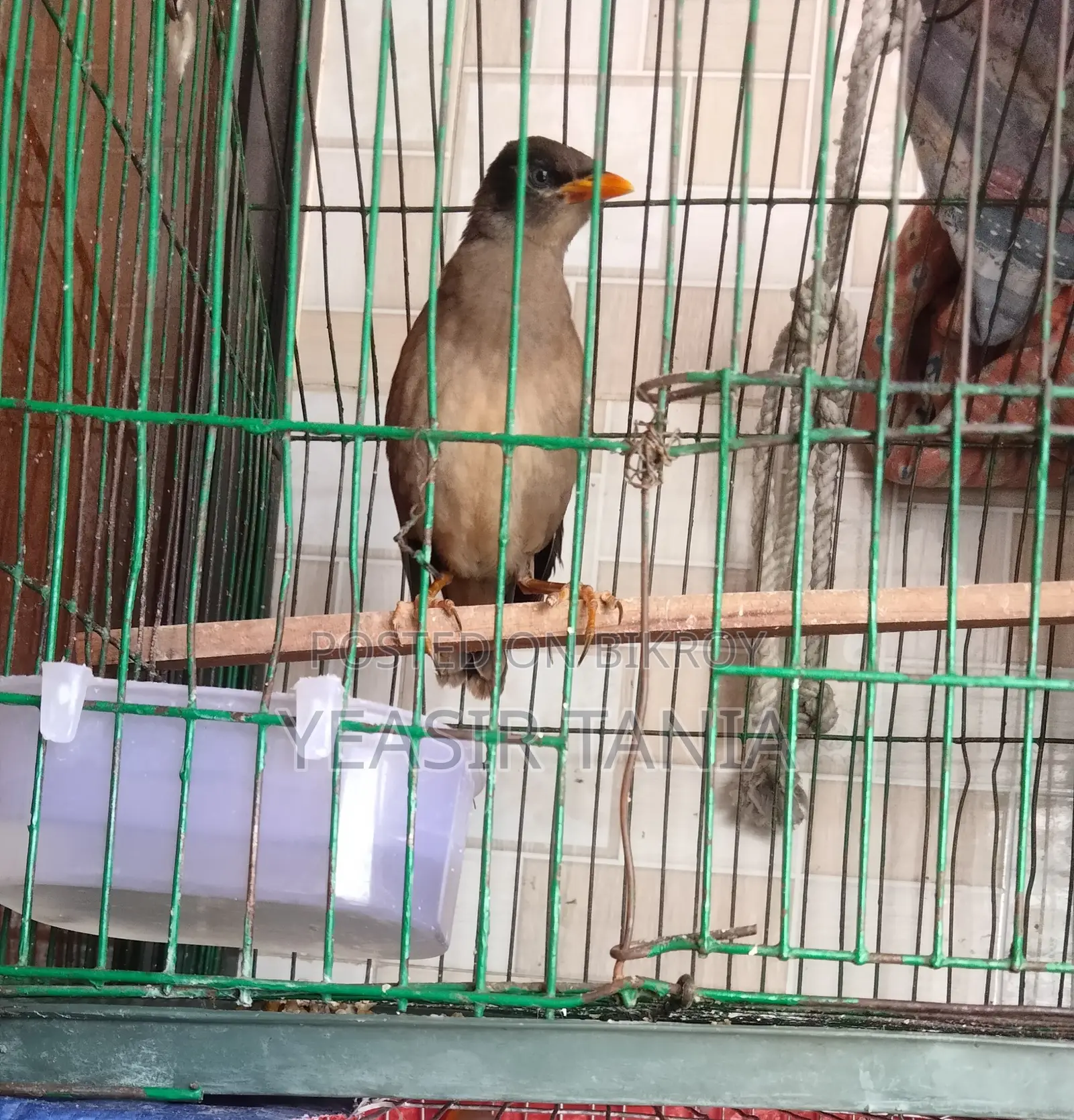 Shalik Bird