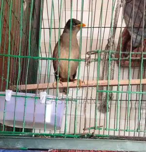 Shalik Bird