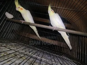 Five-month-old pair of Cockatiels for sale, male and female