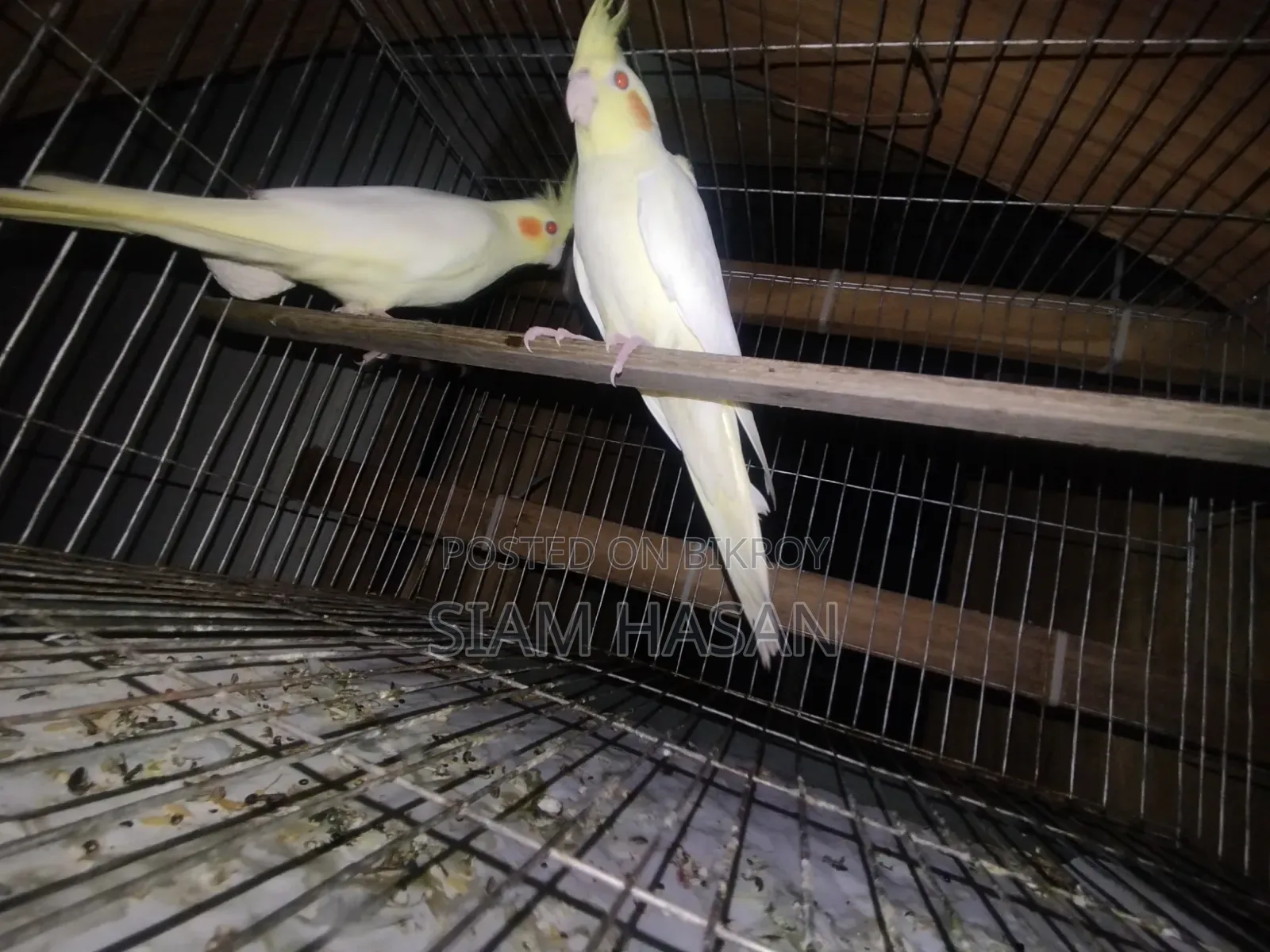 Five-month-old pair of Cockatiels for sale, male and female