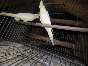 Five-month-old pair of Cockatiels for sale, male and female