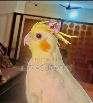 Cocktail Bird