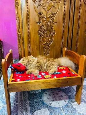 Cat Bed (Wooden)