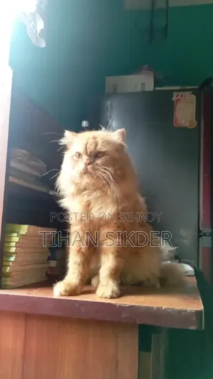 1+ Year Male Purebred Persian