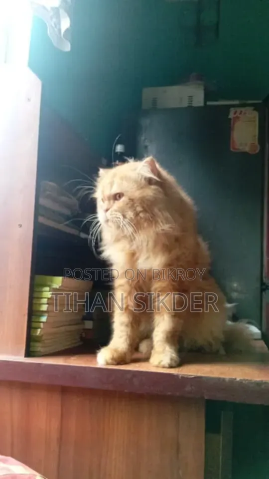 1+ Year Male Purebred Persian