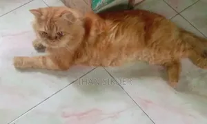 1+ Year Male Purebred Persian