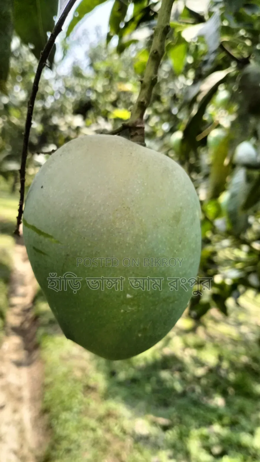 বলছিলাম আমার রাজ্য থেকে ।