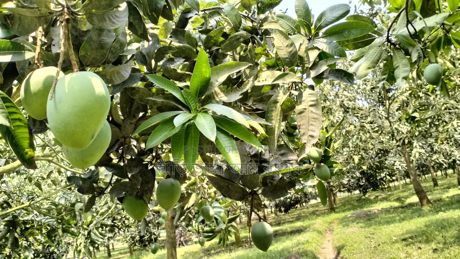 বলছিলাম আমার রাজ্য থেকে ।