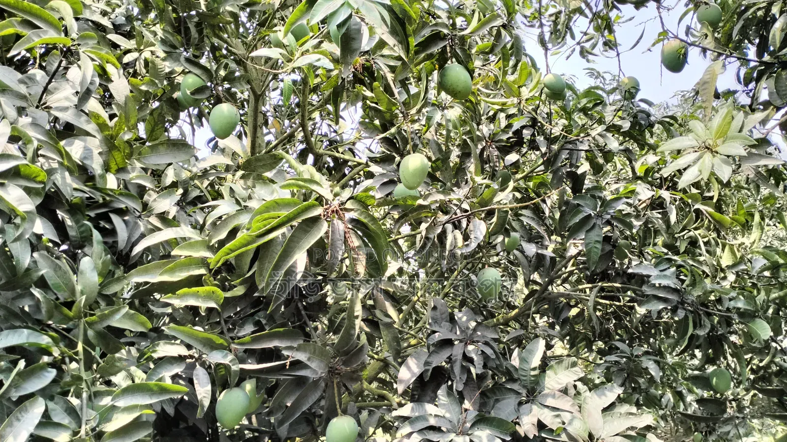 বলছিলাম আমার রাজ্য থেকে ।