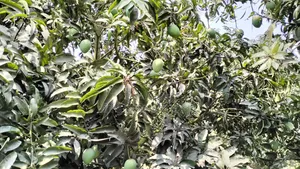 বলছিলাম আমার রাজ্য থেকে ।
