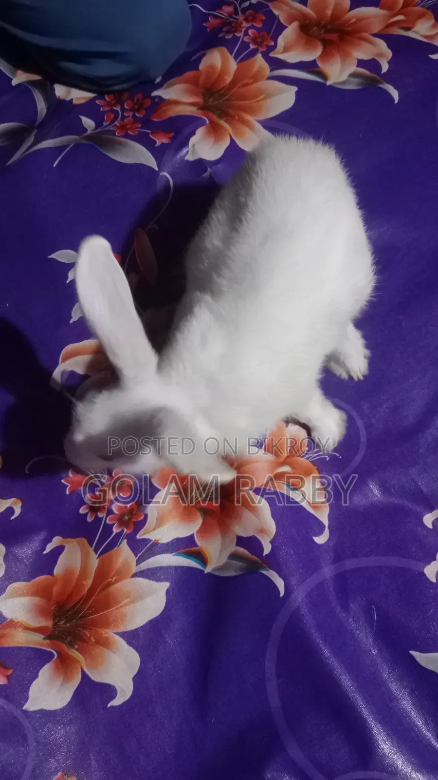 মেয়ে খরগোশ