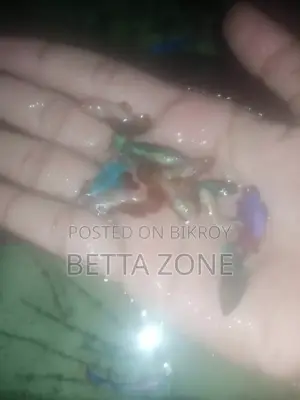 Offer fighter baby fish