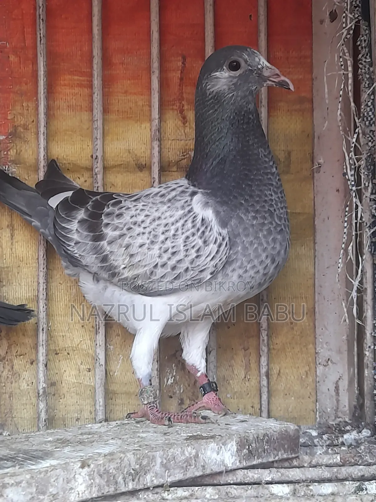Gregel Racer Baby For Sale