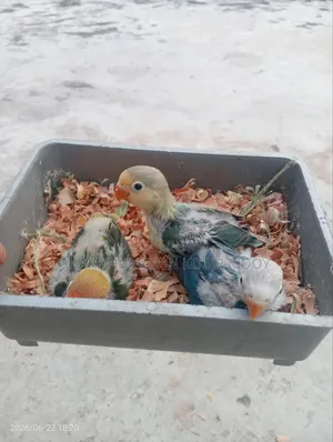 Cockatiel bird chicks + Lovebird chicks