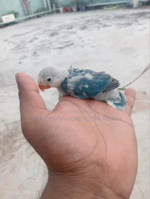 Cockatiel bird chicks + Lovebird chicks