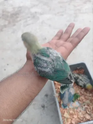 Cockatiel bird chicks + Lovebird chicks