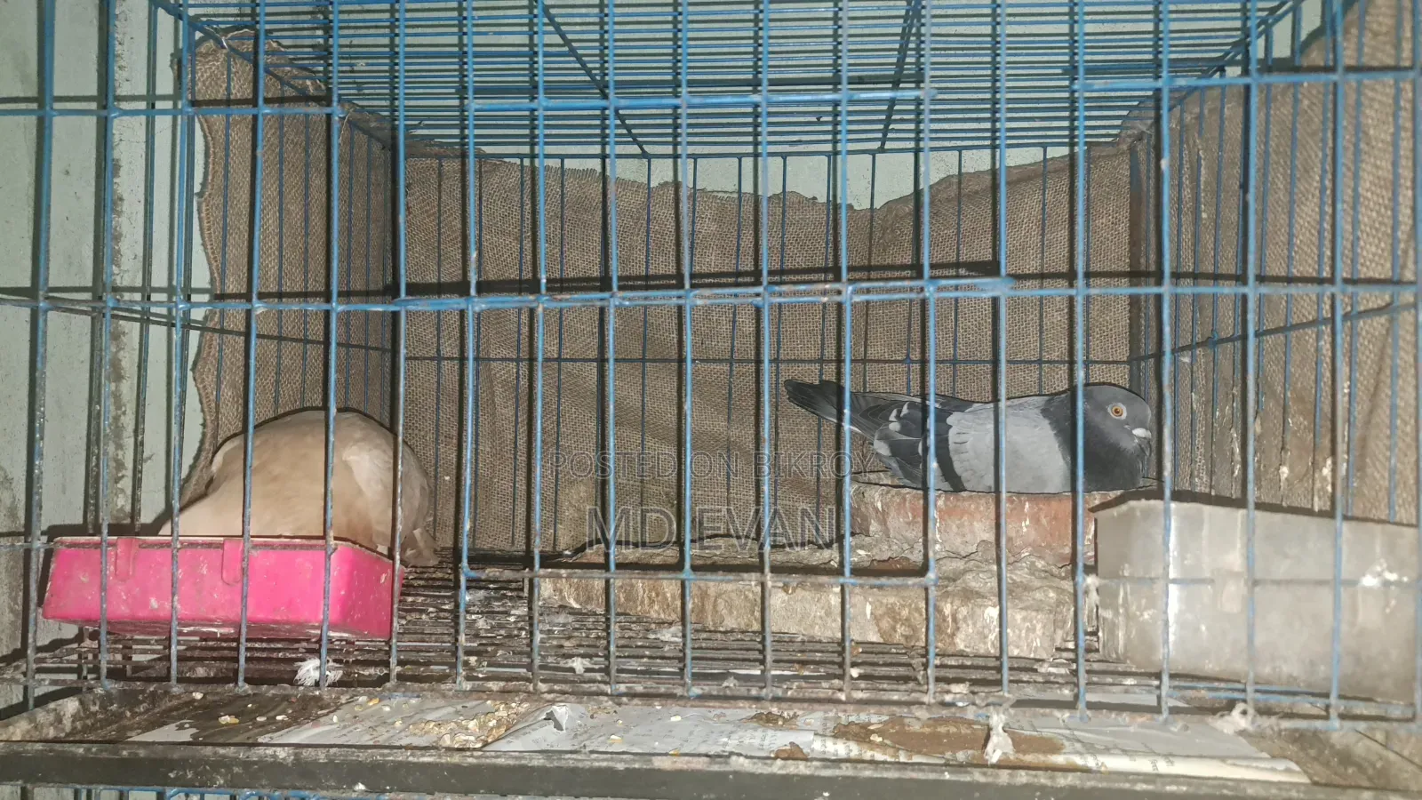 4 Khop Cage for Sale at Low Price Fresh Conditions
