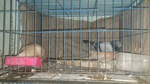 4 Khop Cage for Sale at Low Price Fresh Conditions
