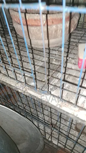 4 Khop Cage for Sale at Low Price Fresh Conditions