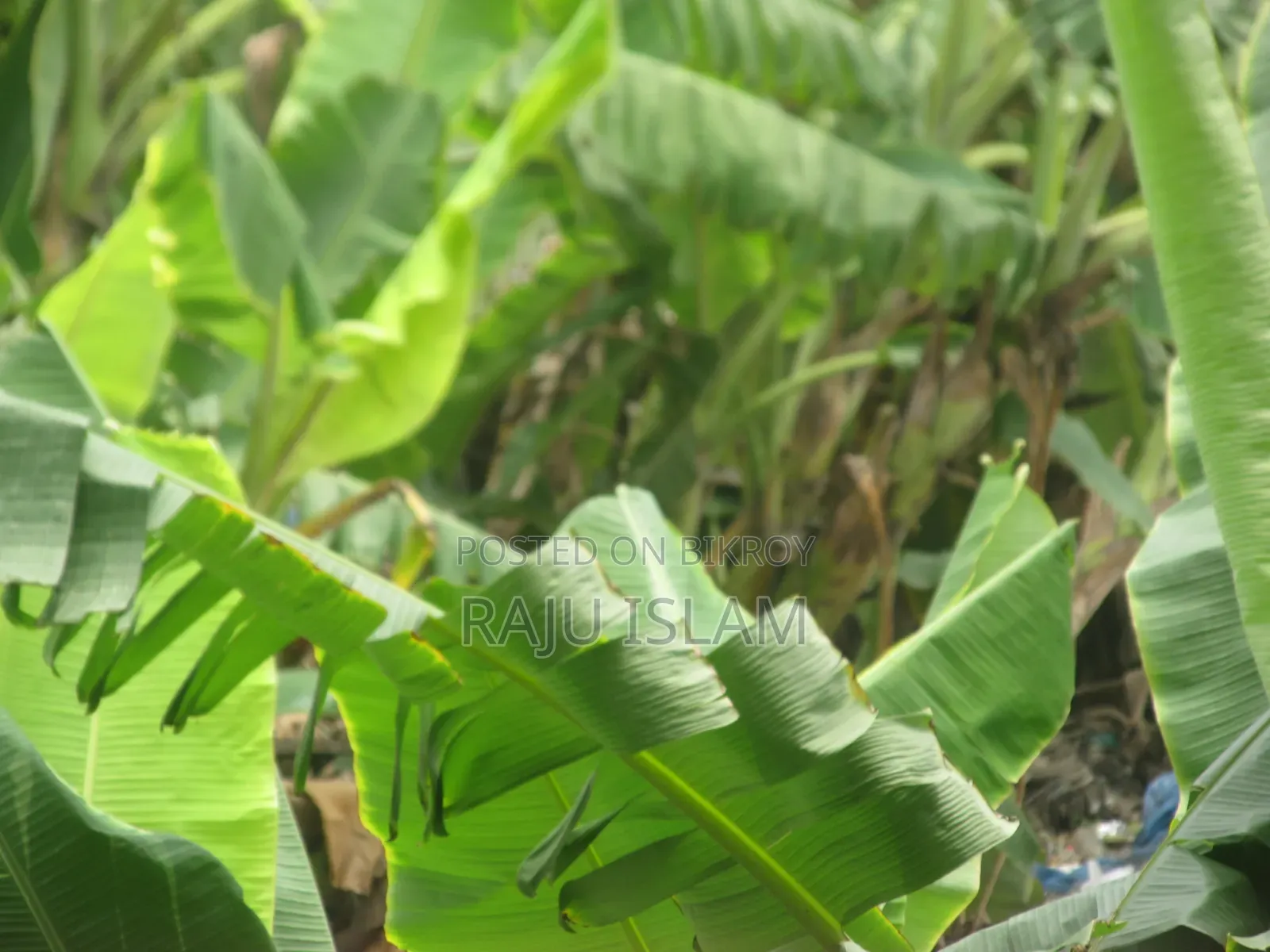 ক্যানন পাওয়ারশট এক্সএস১৩০ আইএস