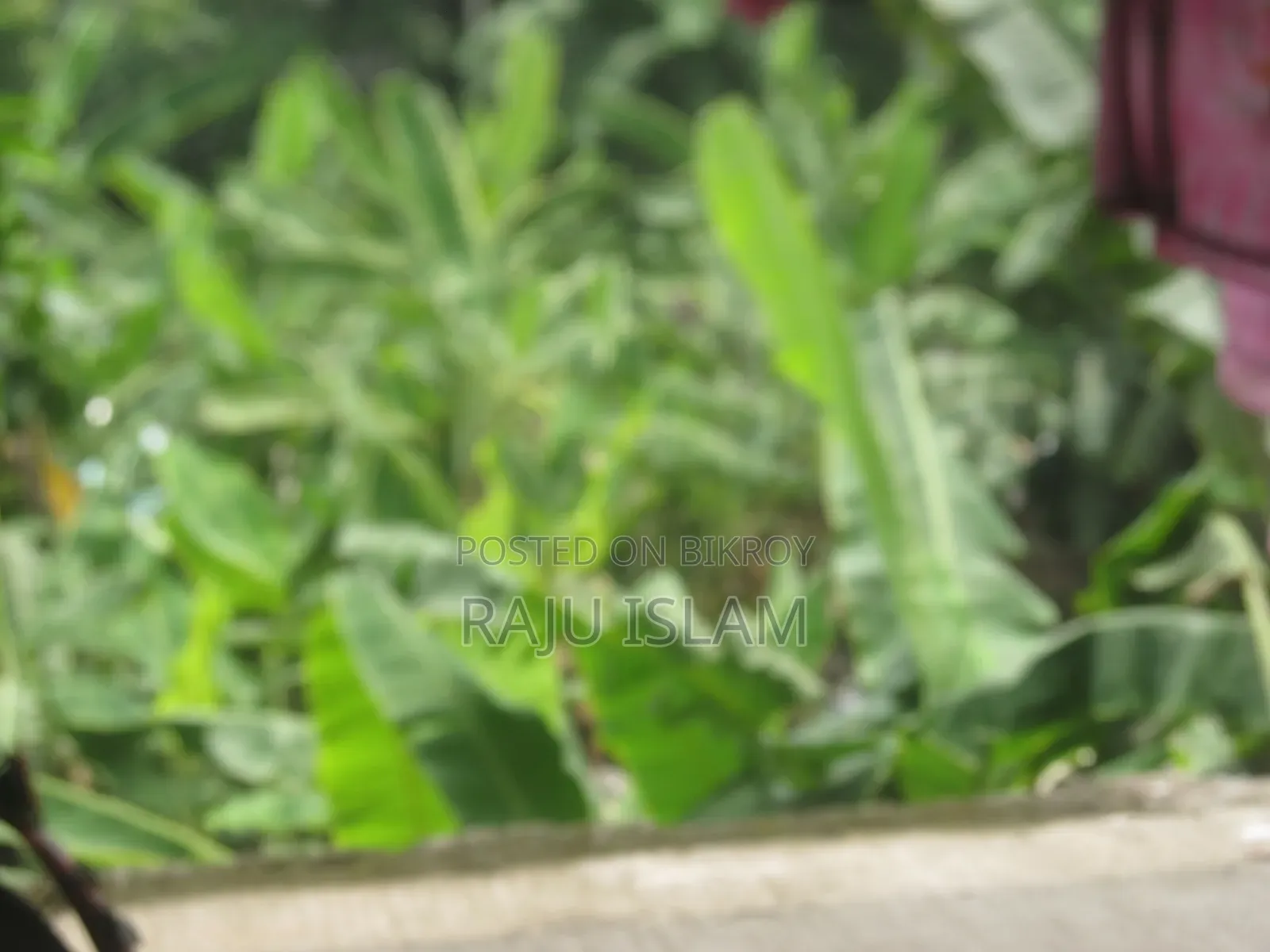 ক্যানন পাওয়ারশট এক্সএস১৩০ আইএস