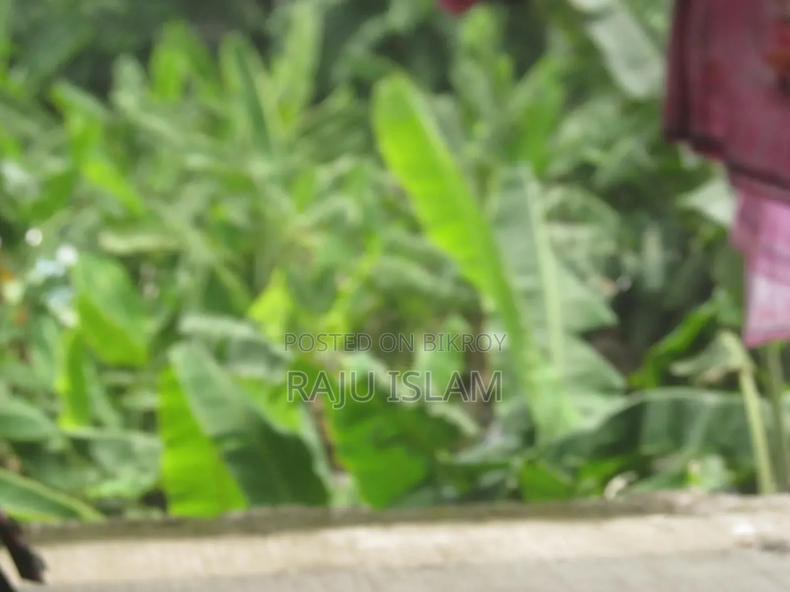 ক্যানন পাওয়ারশট এক্সএস১৩০ আইএস