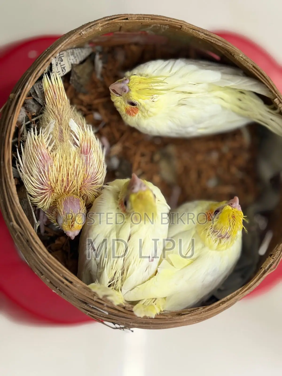 Cockatiel Tame Size