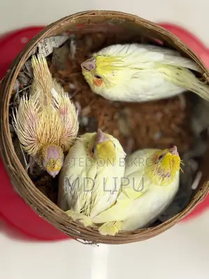 Cockatiel Tame Size