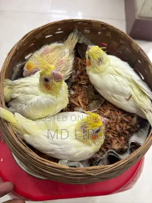Cockatiel Tame Size