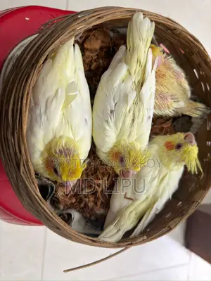 Cockatiel Tame Size
