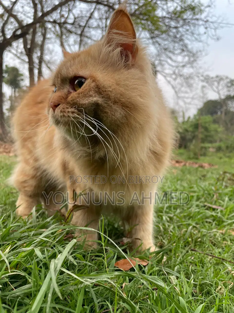 1+ Year Female Purebred Persian