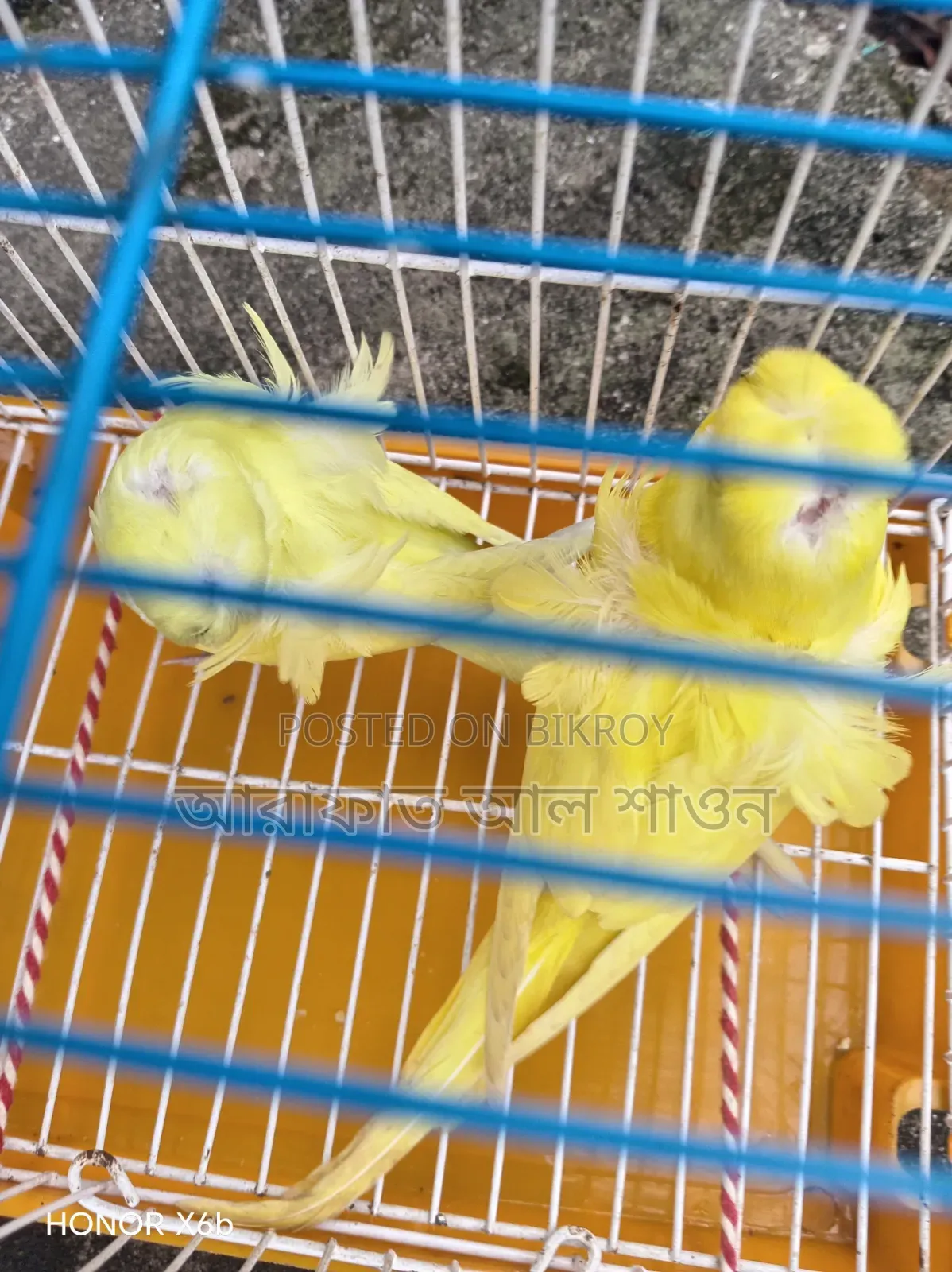 A pair of semi-adult Yellow GP Budgie birds for sale