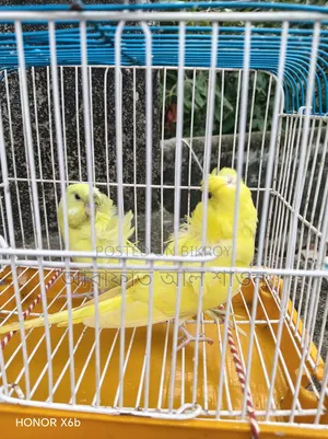 A pair of semi-adult Yellow GP Budgie birds for sale