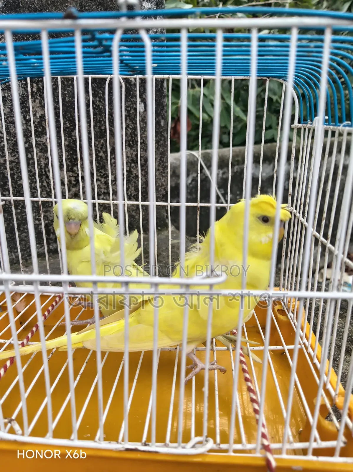 A pair of semi-adult Yellow GP Budgie birds for sale