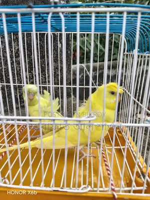A pair of semi-adult Yellow GP Budgie birds for sale