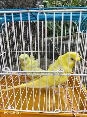 A pair of semi-adult Yellow GP Budgie birds for sale