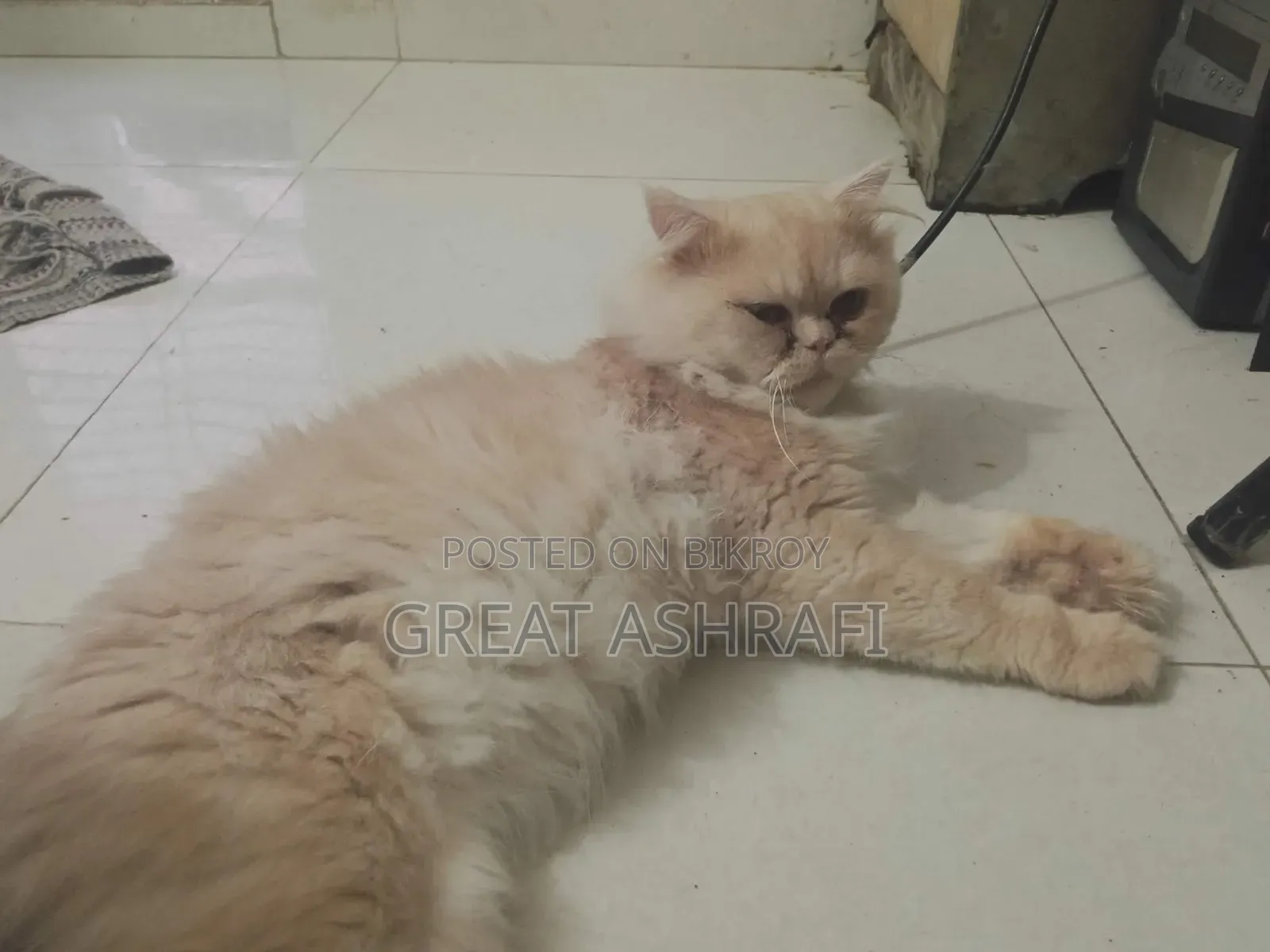 6-12 Months Male Purebred Persian