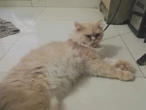 6-12 Months Male Purebred Persian