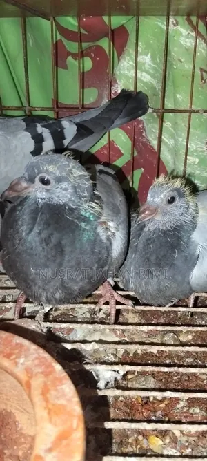 Racer Pigeon